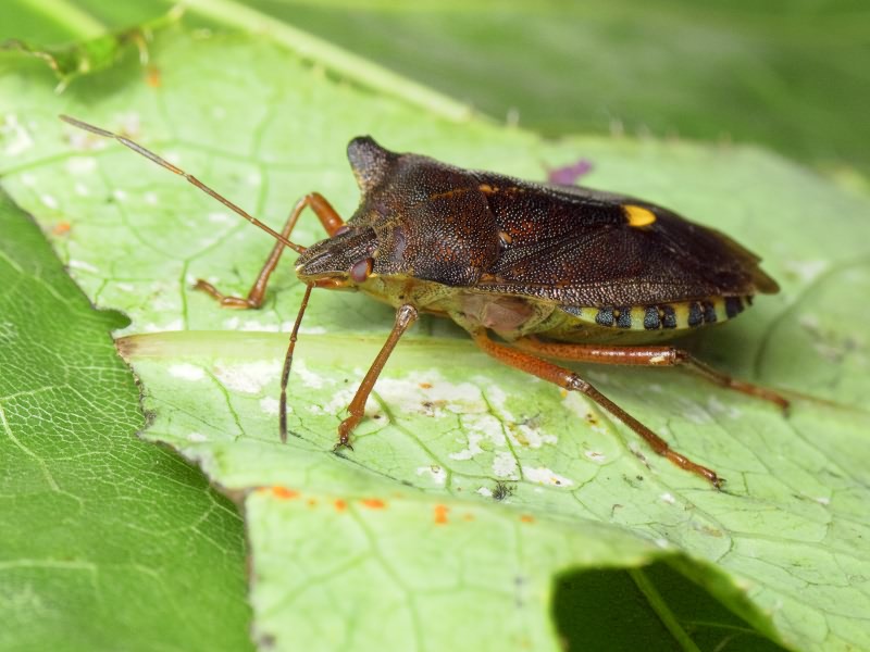 Pentatoma (Pentatoma) rufipes (Linnaeus, 1758)